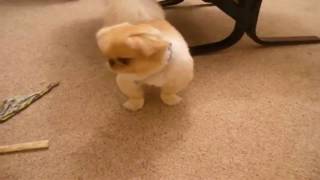 :-( Pekingese Potty Training ;-)