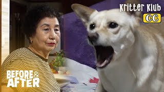 Unhappy Dog That Lives With Her Lifesaver | Before & After Makeover Ep 54