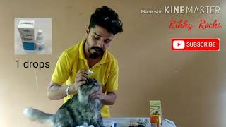 പേർഷ്യൻ പൂച്ചയുടെ പരിപാലനം//How To Care For Persian Cat