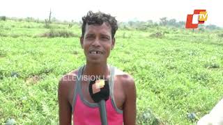 Watermelon Farming In Odisha A Huge Success For These Farmers