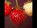 Strawberry ripening time-lapse