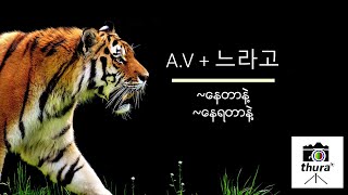 ( Day 133 )  A.V + 느라고 = ~နေတာနဲ့ , ~နေရတာနဲ့