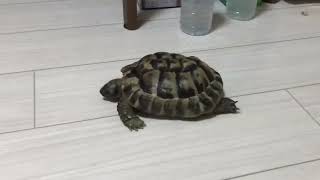 妙な歩き方をするカメ🐢