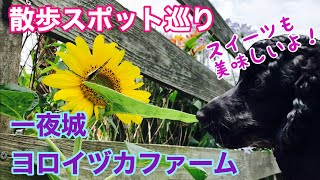 【犬連れOKカフェ・食事編#1】　一夜城ヨロイヅカファーム　イングリッシュコッカースパニエルの気持ち