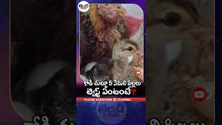 కోడి చుట్టూ 5 నెమలి పిల్లలు..ట్విస్ట్ ఏంటంటే? | #shorts #allurisitaramarajudistrict #peacocks #hen