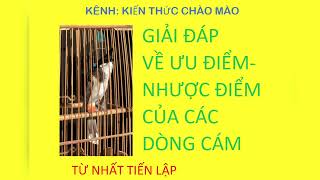 Giải đáp ưu nhược điểm về Các dòng Cám và Mời ae nghệ nhân về chơi cuộc thi ĐT đỉnh cao của Tiến Lập