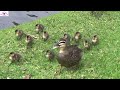 A single duck mum fighting a losing battle as so many ducks attack her babies!