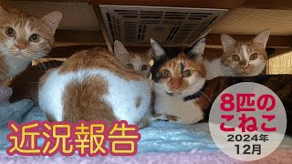 【8匹のこねこ】2024年12月〜ごぶさたしてますの近況報告〜寒くなってきました。