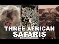 SAFARI TRIO! Leopard, Cape Buffalo, and Baboon Special!