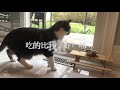 請松鼠吃大餐feeding squirrel（系列2）