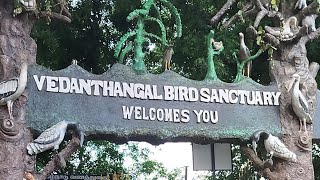 Vedanthangal Birds Sanctuary, வேடந்தாங்கல்  பறவைகள் சரணாலயம் 🕊️🦩🦩🥰