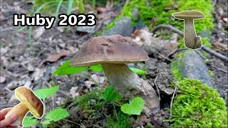 On Mushrooms 22.6.2023 - beautiful mushrooms are already growing in the forest I Mushrooms 2023