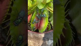 Venus flytrap plant eats 🪰 Insect eating carnivorous plant in action #shorts