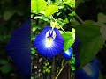 butterfly pea clitoria ternatea. శంఖు పుష్పం