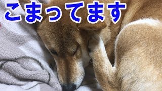 柴犬リキとリコ 耳をカキカキした後に何故こうなるの？！Shiba inu Riki and Riko/Riko is Funny posture