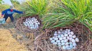 BEST amazing - pick a lot of duck eggs under grass at field near the village by hand a female farmer