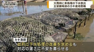 未処理の下水放出　王室御用達のカキ産地悲鳴(2023年8月11日)