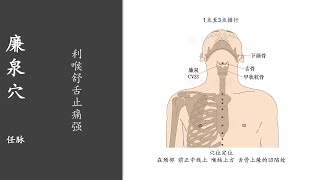 人体穴位327：廉泉：利喉舒舌止痛强，用拇指按揉廉泉穴2～3分钟，长期按摩，可治疗脑卒中失语 20220412