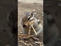 【ショート　シマリスのモグモグタイム　自然音　寝落ち　睡眠用　動物　癒し】　北海道　shorts animal squirrel relaxation healing　環境音