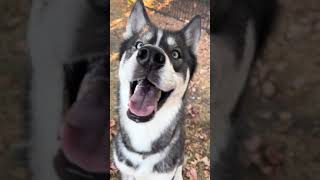Things you NEED To know before getting a husky