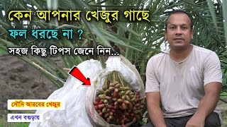 কেন আমরা আমাদের খেজুর গাছে ফল পাই না? (এবং কীভাবে আরও খেজুর  পাবেন !!!)