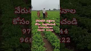 వేరుశనగ విత్తనాల కోసం సంప్రదించండి 9705824244 ,+91 96630 51222