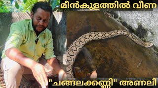 ഇര വിഴുങ്ങി മീൻ ടാങ്കിൽ പെട്ടുപോയ ഉഗ്രൻ അണലി 🐍 A dangerous viper snake was trapped in a fish tank 🐍