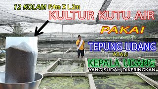 BUDIDAYA KULTUR KUTU AIR & DAPNIA MAGNA PAKAI TEPUNG UDANG UNTUK IKAN CUPANG GUPPY IKAN HIAS LAINNYA