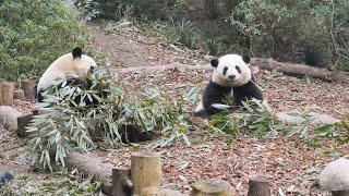 1.22 Grandpa Tan throws new bamboo, HeHua \u0026 HeYe love it very much