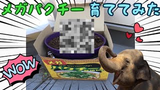 【家庭菜園】メガパクチーを育ててみた