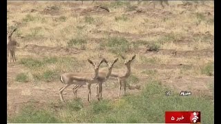 Iran Shir-Ahmad natural protected area, Sabzevar county منطقه حفاظت شده شيراحمد سبزوار ايران