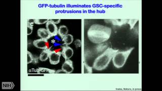 Asymmetric stem cell division in drosophila male germline