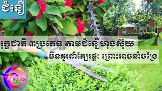 រុក្ខជាតិ ៣ប្រភេទ តាមជំនឿហុងស៊ុយ មិនគួរដាំក្បែរផ្ទះ ព្រោះអាចនាំចង្រៃ-@សុបិន-Dream