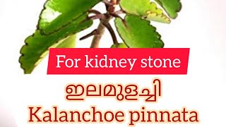 #kidneystones #homeremedy #elamulachi Easy Home remedy for kidney stones