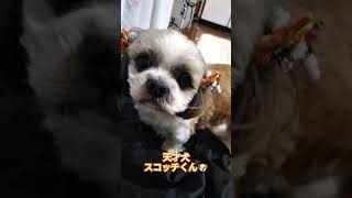 #天才犬#シーズー #本庄市 #可愛いペット #可愛い犬 #ラーメン居酒屋 #shihtzu #shihtzucuteness #シーズー大好き #親バカ#シーズー犬 #シーズー大好き部 #pet