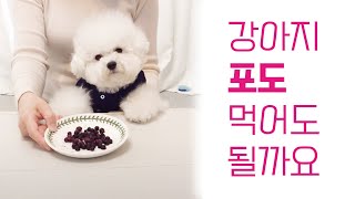 강아지가 포도 먹을 수 있나요?#포도 강아지 급여#중독 증상과 응급 처치법, Can I give grapes to my dog?#강아지 육아 꿀팁,배변훈련,짖는강아지,무는 강아지