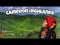 Day Trip to Cameron Highlands 2022 | BOH Tea Centre| Travel Malaysia