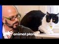 This Cat Owner Tests Jackson's Patience! | My Cat From Hell