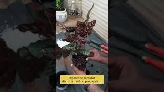 Calathea Makoyana Propagation |How to propagate calathea Makoyana | Peacock Plant | Division Method