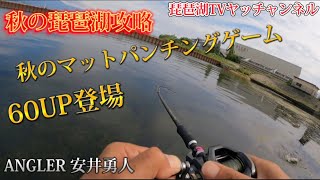 【バス釣り】60UP登場！秋の琵琶湖攻略！マットパンチングでロクマル登場！