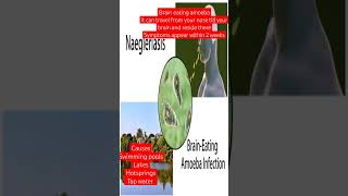 BrainEatingamoeba#naegleria#fataldeath#viral#trending#youtubeshorts