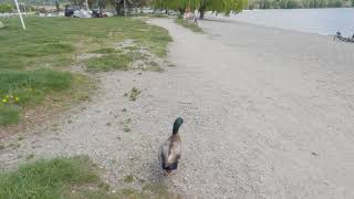 Wanaka Lakefront