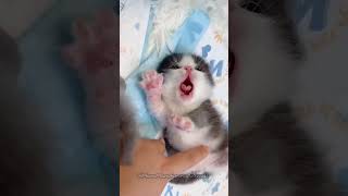 Funny pets | dogs and cats | Episode 161 🤣🤣 #pets #dog #cat #funny