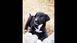 cute puppy adorable moments #dog #puppy #doglover #dogvideos #dogs #puppies #dogshorts #cutedog