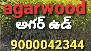 Agarwood  nursery plants ( aquilaria khasiana) 9000042344