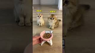 【牛奶是只猫】最后以其猫之道，还治其猫之身哈哈哈，显眼包新发型真不错