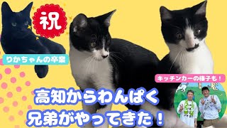 【新メンバーと卒業】高知からわんぱくにゃんこがやってきた！そしてりかちゃんの卒業と現在