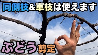 ぶどうの同側枝\u0026車枝はOK〜原理原則を理解してデメリットをメリットに変える剪定の裏技〜2024-01-06