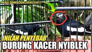 INILAH!!! PENYEBAB KACER NYIBLEK | DR KACER