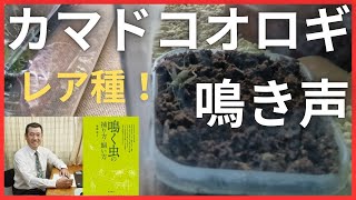 【カマドコオロギ】 レア種・カマドコオロギの鳴き声